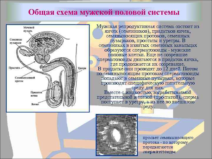 Общая схема мужской половой системы Мужская репродуктивная система состоит из яичек (семенников), придатков яичек,