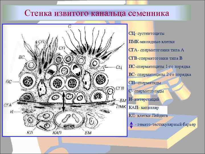 Стенка извитого канальца семенника СЦ- сустентоциты ПМК-миоидные клетки СГА- сперматогонии типа А СГВ-сперматогонии типа