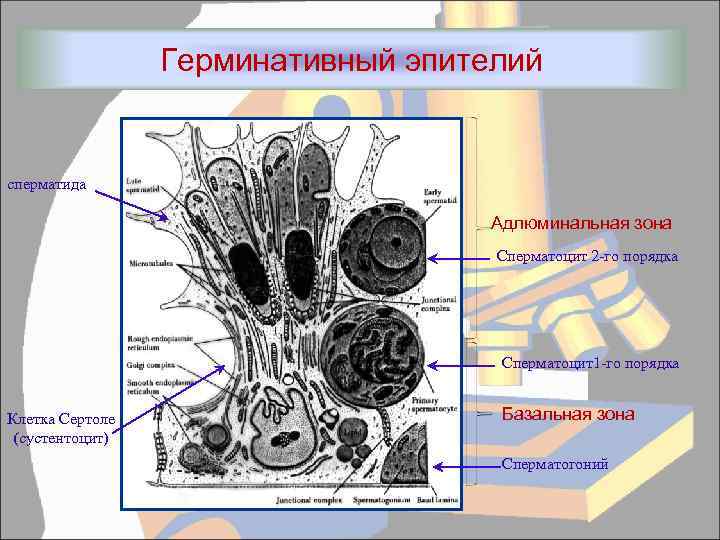 Герминативный эпителий сперматида Адлюминальная зона Сперматоцит 2 -го порядка Сперматоцит1 -го порядка Клетка Сертоле