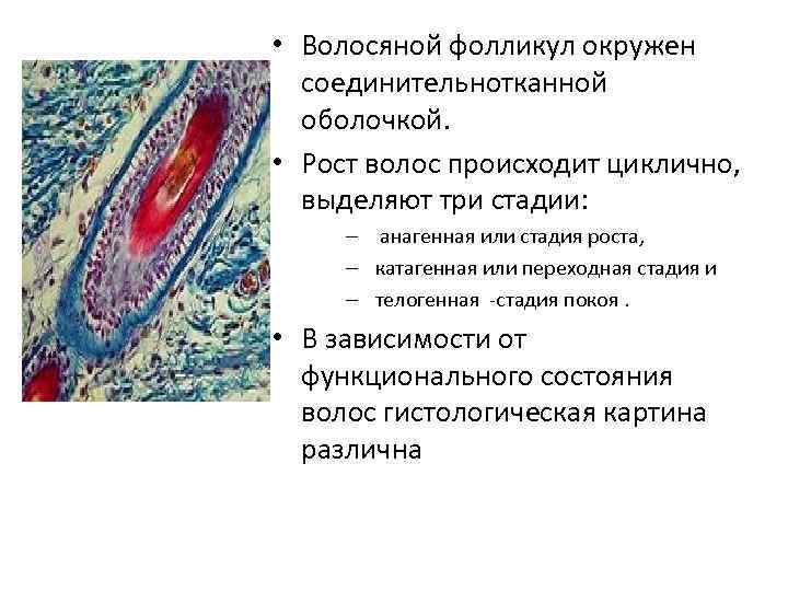  • Волосяной фолликул окружен соединительнотканной оболочкой. • Рост волос происходит циклично, выделяют три