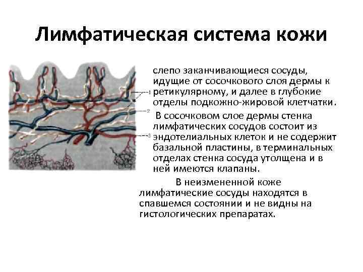 Лимфатическая система кожи • слепо заканчивающиеся сосуды, идущие от сосочкового слоя дермы к ретикулярному,