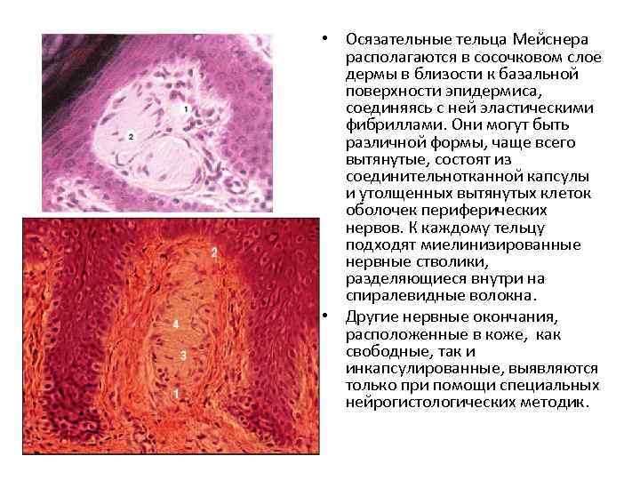 Тельце мейснера рисунок