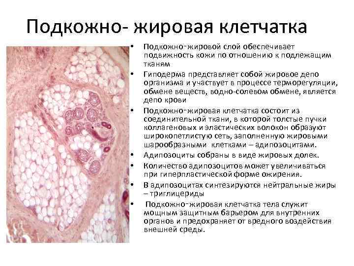 Подкожно- жировая клетчатка • • Подкожно‑жировой слой обеспечивает подвижность кожи по отношению к подлежащим