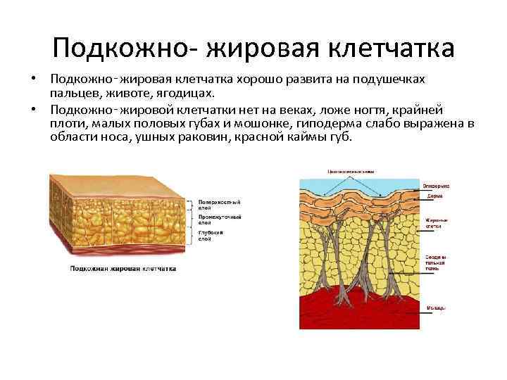Подкожно- жировая клетчатка • Подкожно‑жировая клетчатка хорошо развита на подушечках пальцев, животе, ягодицах. •