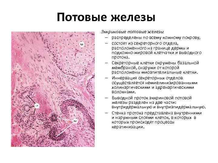 Потовые железы Эккриновые потовые железы – распределены по всему кожному покрову, – состоят из