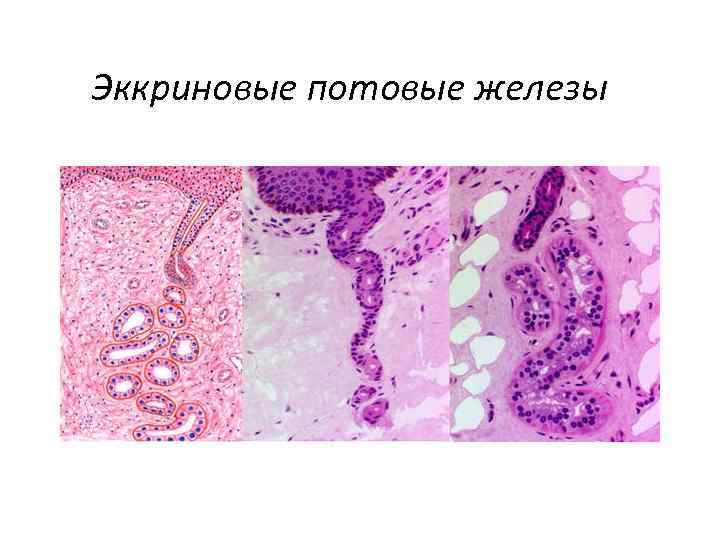 Эккриновые потовые железы 