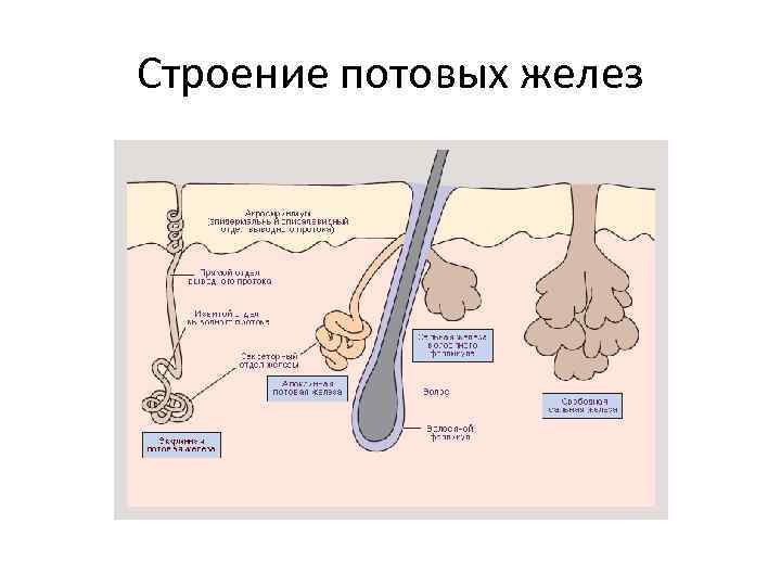 Воспаление потовых желез фото