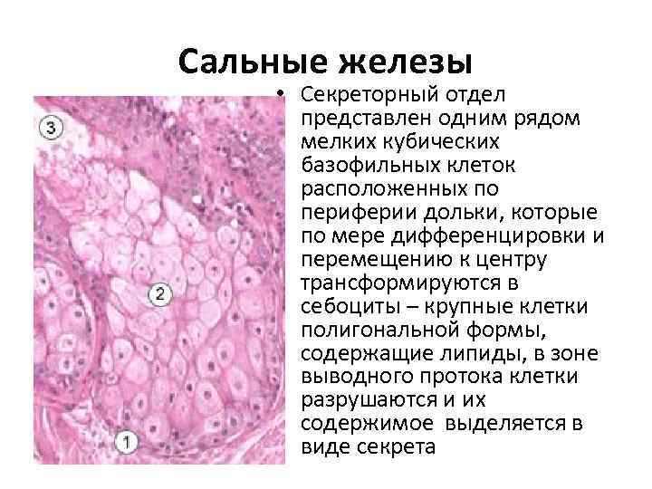 Потовые железы фото