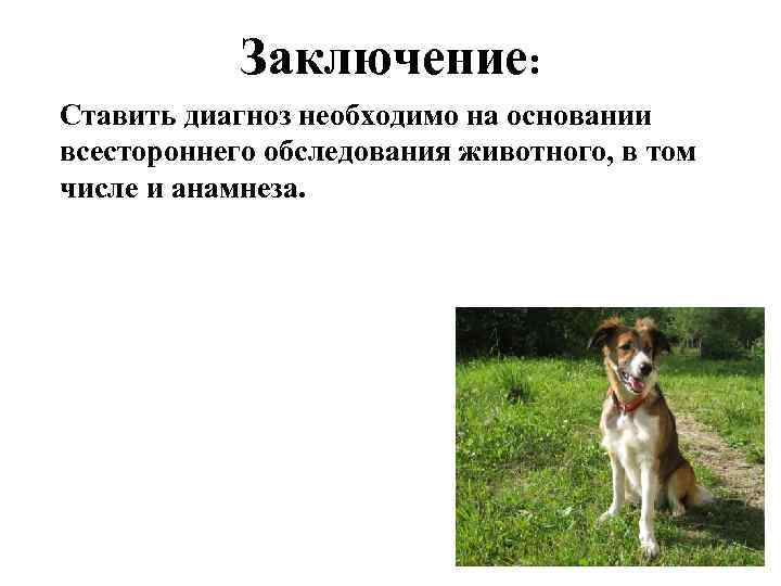 Заключение: Ставить диагноз необходимо на основании всестороннего обследования животного, в том числе и анамнеза.