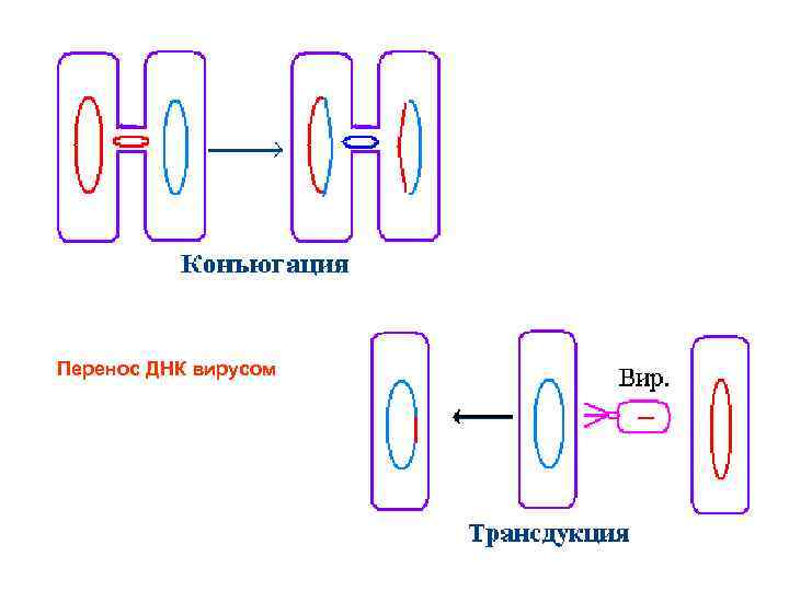 Перенос ДНК вирусом 