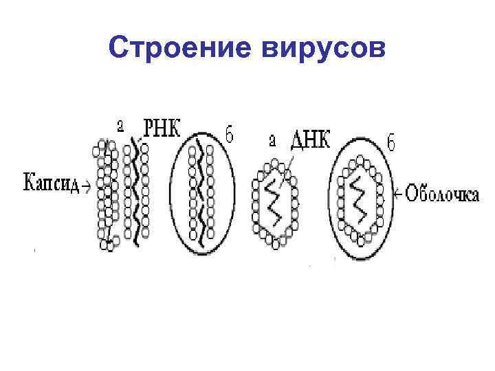 Строение вирусов 