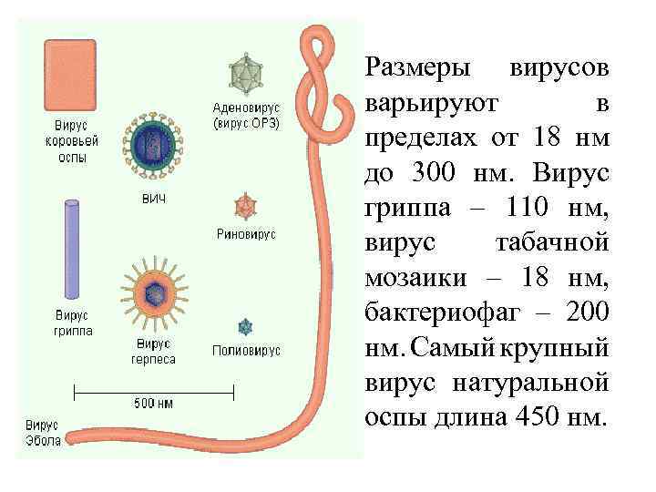  • Размеры вирусов варьируют в пределах от 18 нм до 300 нм. Вирус