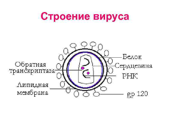 Строение вируса 