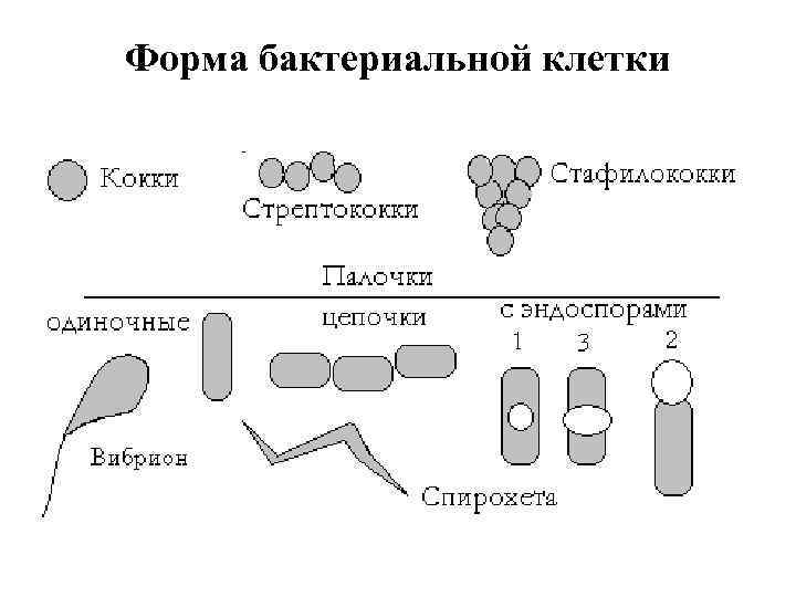 Форма бактериальной клетки 