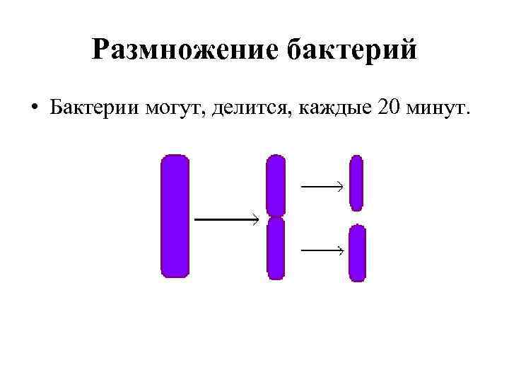 Размножение бактерий • Бактерии могут, делится, каждые 20 минут. 