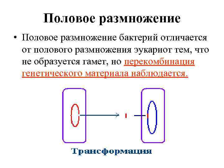 Половое размножение • Половое размножение бактерий отличается от полового размножения эукариот тем, что не
