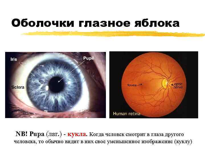 Оболочки глазное яблока NB! Pupa (лат. ) - кукла. Когда человек смотрит в глаза