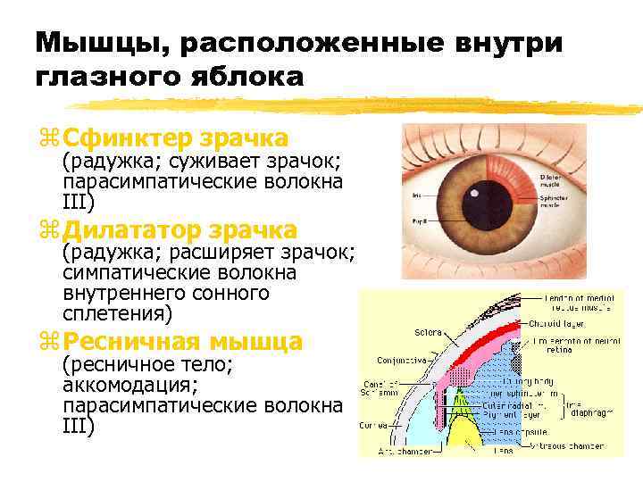 Мышцы, расположенные внутри глазного яблока z Сфинктер зрачка (радужка; суживает зрачок; парасимпатические волокна III)