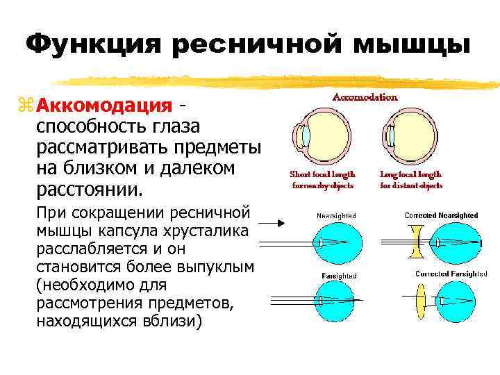 Функция ресничной мышцы z Аккомодация способность глаза рассматривать предметы на близком и далеком расстоянии.