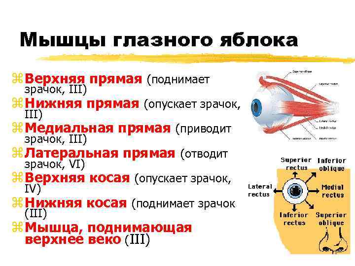 Мышцы глазного яблока z Верхняя прямая (поднимает зрачок, III) z Нижняя прямая (опускает зрачок,
