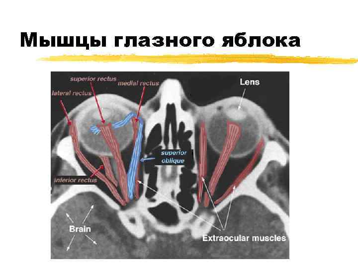 Мышцы глазного яблока 