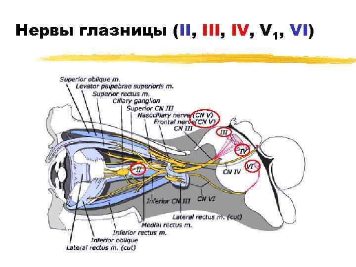 Какой нерв проходит в нижней стенке глазницы