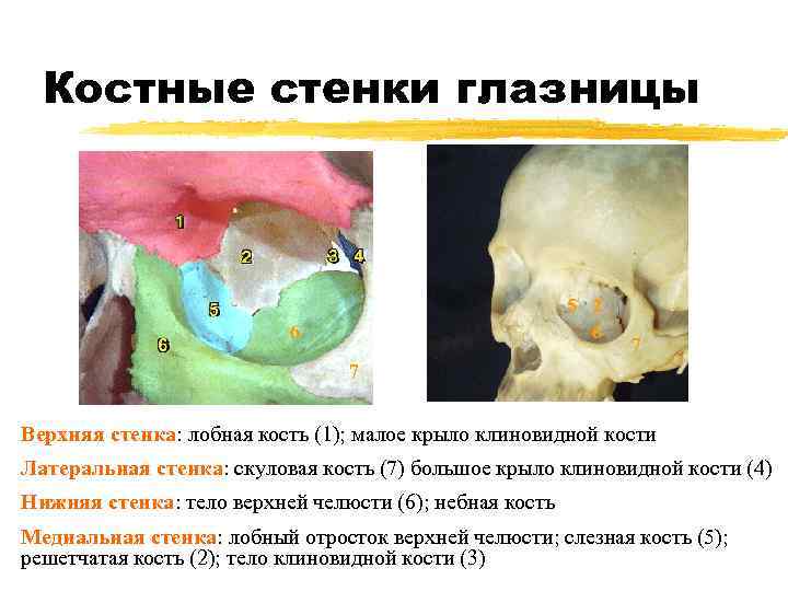 Костные стенки глазницы 5 2 6 6 7 7 Верхняя стенка: лобная кость (1);