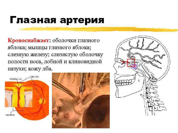 Глазная артерия Кровоснабжает: оболочки глазного яблока; мышцы глазного яблока; слезную железу; слизистую оболочку полости