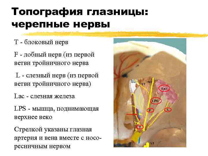 Какой нерв проходит в нижней стенке глазницы