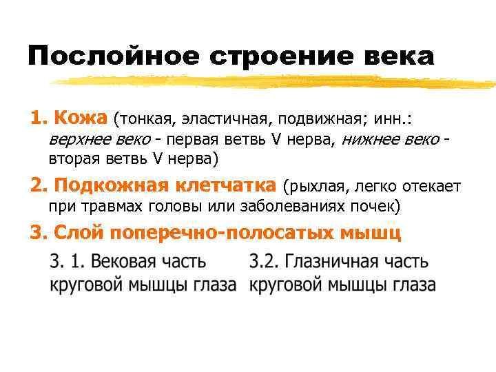 Послойное строение века 1. Кожа (тонкая, эластичная, подвижная; инн. : верхнее веко - первая