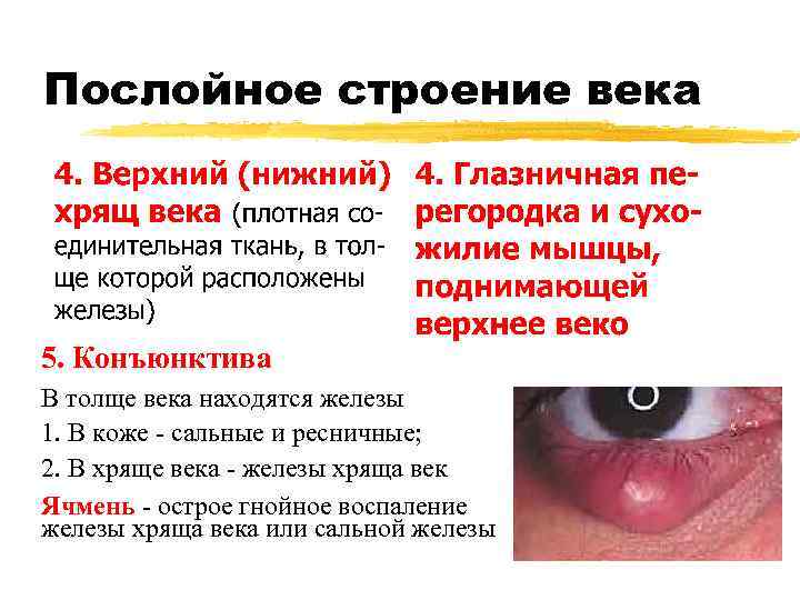 Послойное строение века 5. Конъюнктива В толще века находятся железы 1. В коже -