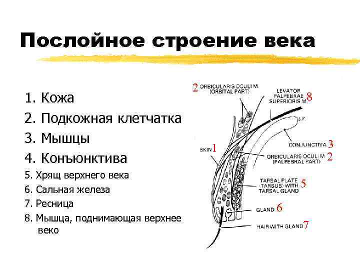Послойное строение века 1. 2. 3. 4. 5. 6. 7. 8. Кожа Подкожная клетчатка