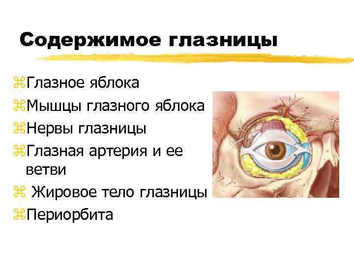 Содержимое глазницы z. Глазное яблока z. Мышцы глазного яблока z. Нервы глазницы z. Глазная