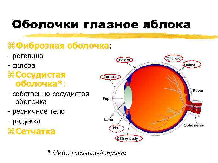 Стенки глазного яблока не образованы оболочкой