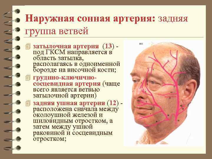 Наружная сонная артерия: задняя группа ветвей 4 затылочная артерия (13) - под ГКСМ направляется