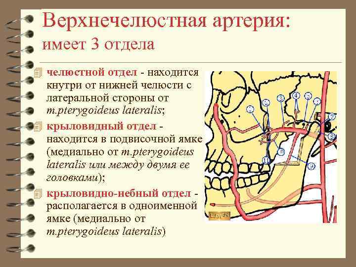 Верхнечелюстная артерия: имеет 3 отдела 4 челюстной отдел - находится кнутри от нижней челюсти
