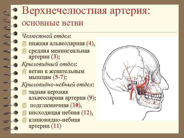 Верхнечелюстная артерия: основные ветви Челюстной отдел: 4 нижняя альвеолярная (4), 4 средняя менингеальная артерии