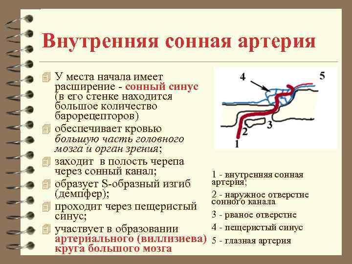 Внутренняя сонная артерия 4 У места начала имеет 4 4 4 расширение - сонный