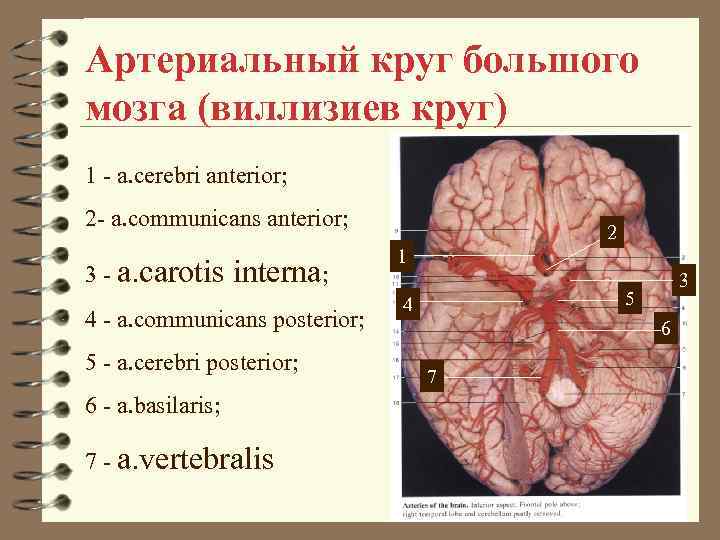 Артериальный круг большого мозга (виллизиев круг) 1 - a. cerebri anterior; 2 - a.
