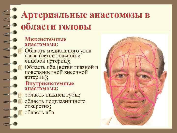 Артериальные анастомозы в области головы 4 4 4 Межсистемные анастомозы: Область медиального угла глаза