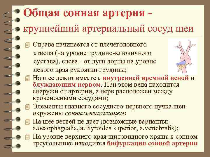 Общая сонная артерия крупнейший артериальный сосуд шеи 4 Справа начинается от плечеголовного 4 4