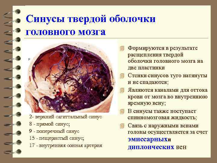 Синусы твердой оболочки головного мозга 4 Формируются в результате 4 4 2 - верхний