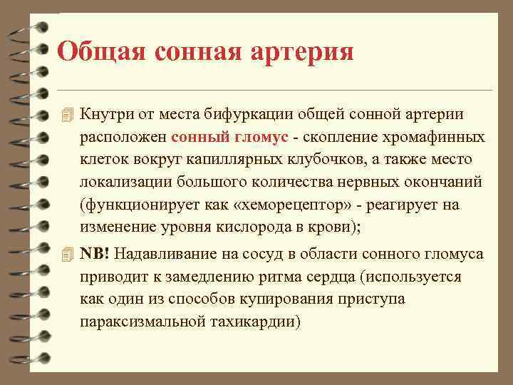 Общая сонная артерия 4 Кнутри от места бифуркации общей сонной артерии расположен сонный гломус