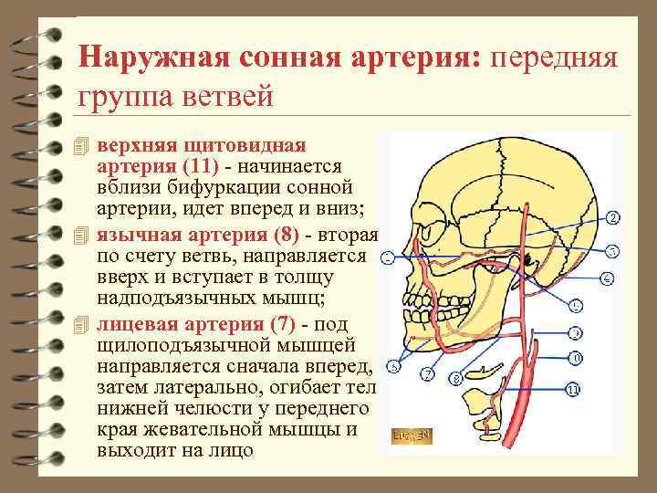 Наружная сонная артерия: передняя группа ветвей 4 верхняя щитовидная артерия (11) - начинается вблизи