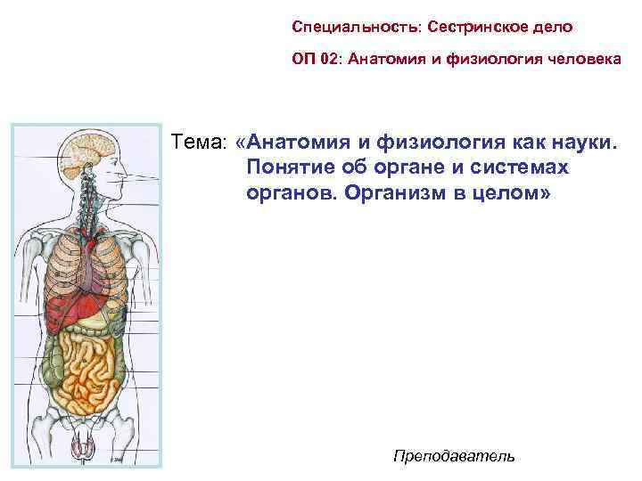 Специальность: Сестринское дело ОП 02: Анатомия и физиология человека Тема: «Анатомия и физиология как