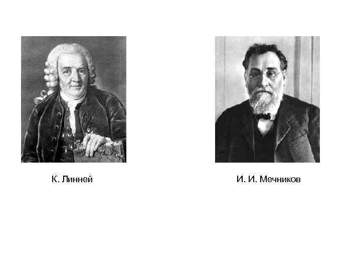 К. Линней И. И. Мечников 