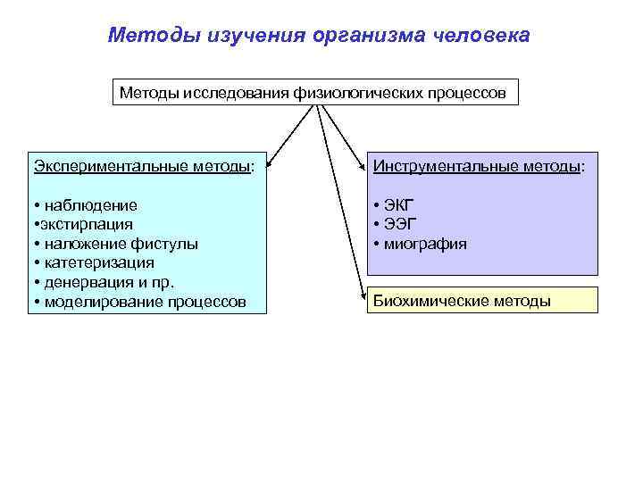 Методы изучения организма человека Методы исследования физиологических процессов Экспериментальные методы: Инструментальные методы: • наблюдение