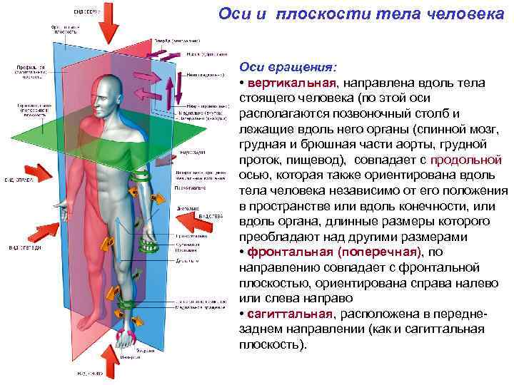 Оси и плоскости тела человека Оси вращения: • вертикальная, направлена вдоль тела стоящего человека