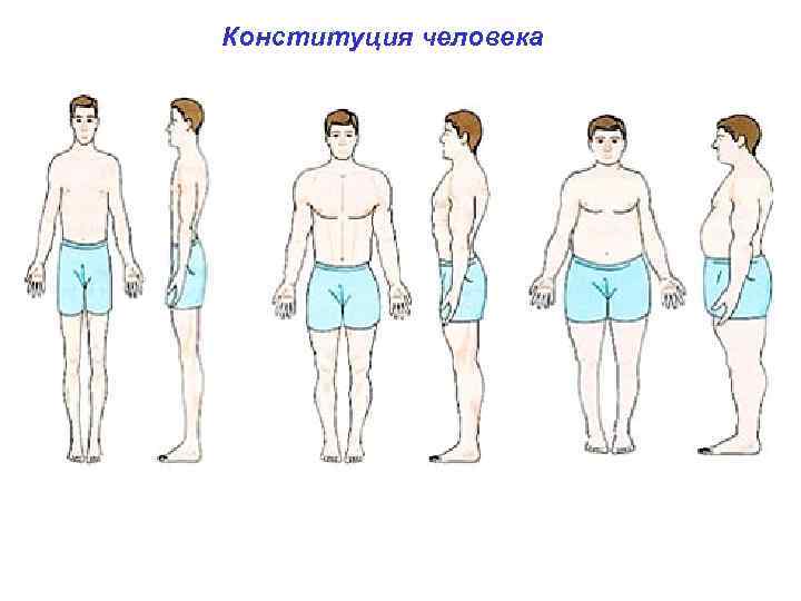 Конституция человека типы телосложения человека: долихоморфный ( от греч. dolicho характерны узкое и длинное
