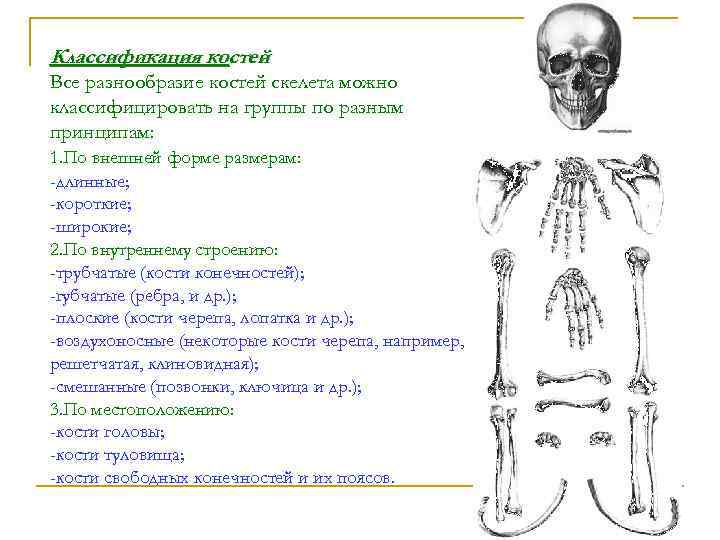 Классификация костей Все разнообразие костей скелета можно классифицировать на группы по разным принципам: 1.